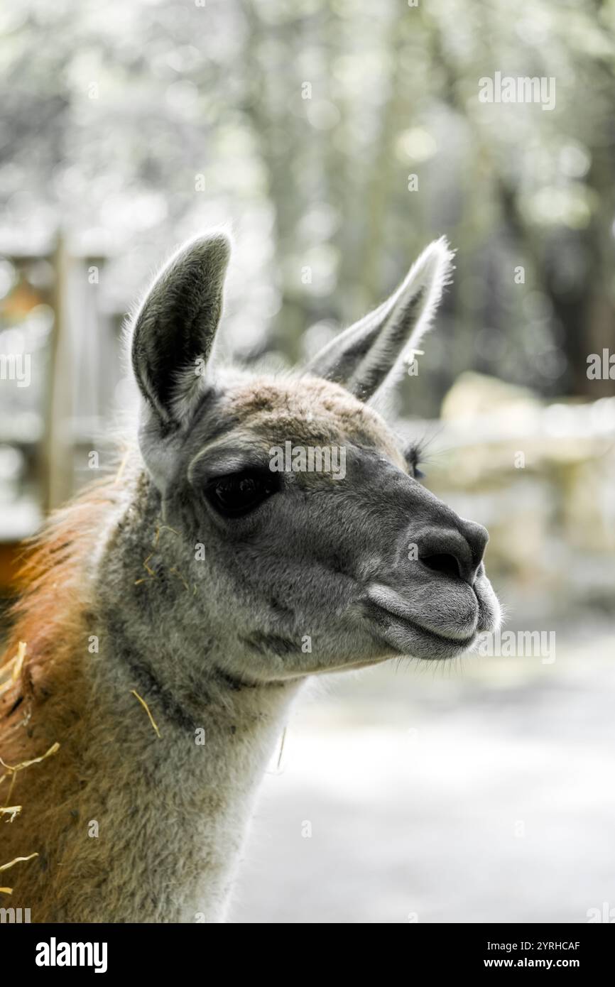 Portrait of a llama. Animal in close-up. Stock Photo