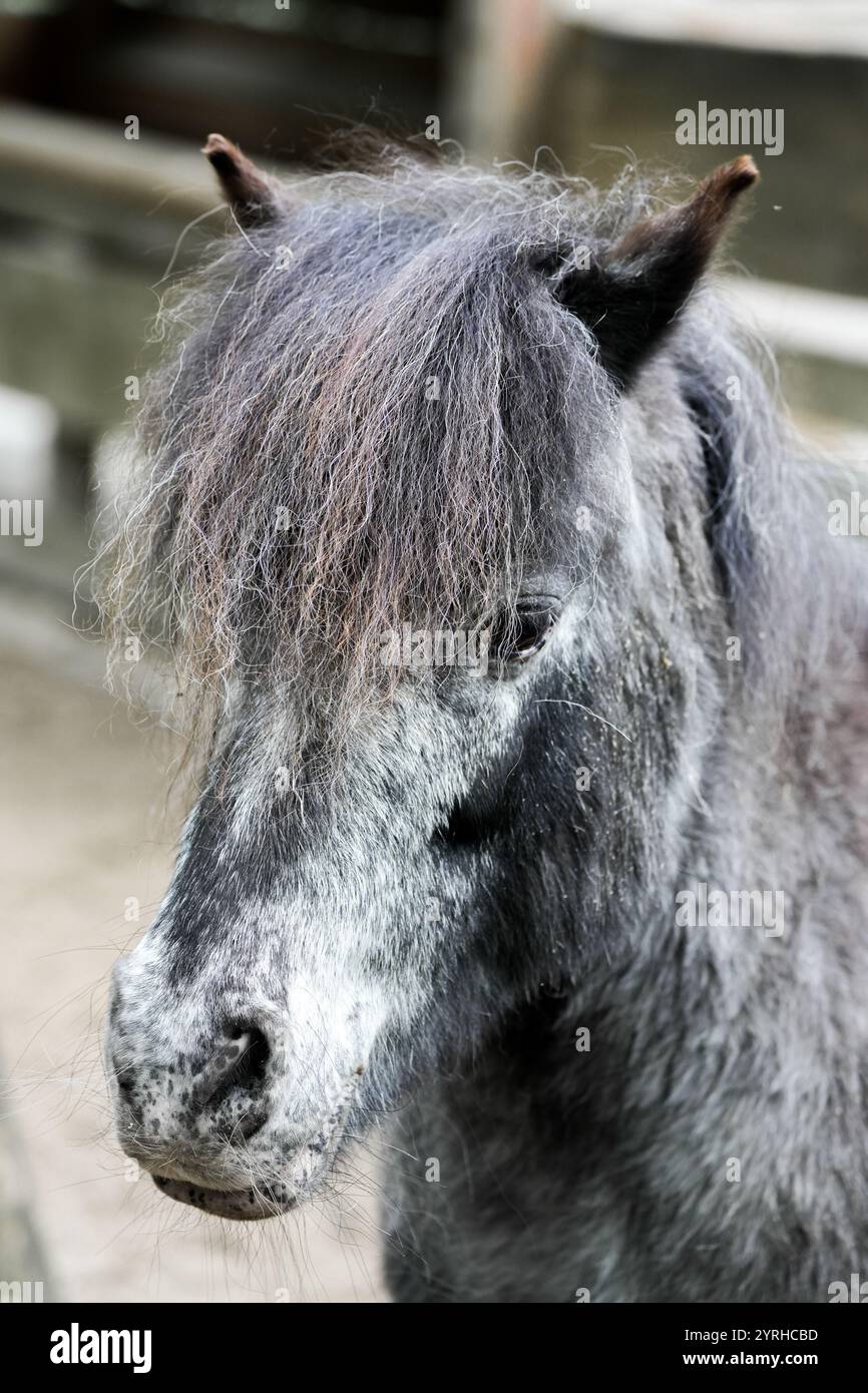 Portrait of a miniature Shetland pony. Animal with gray fur close-up. Stock Photo