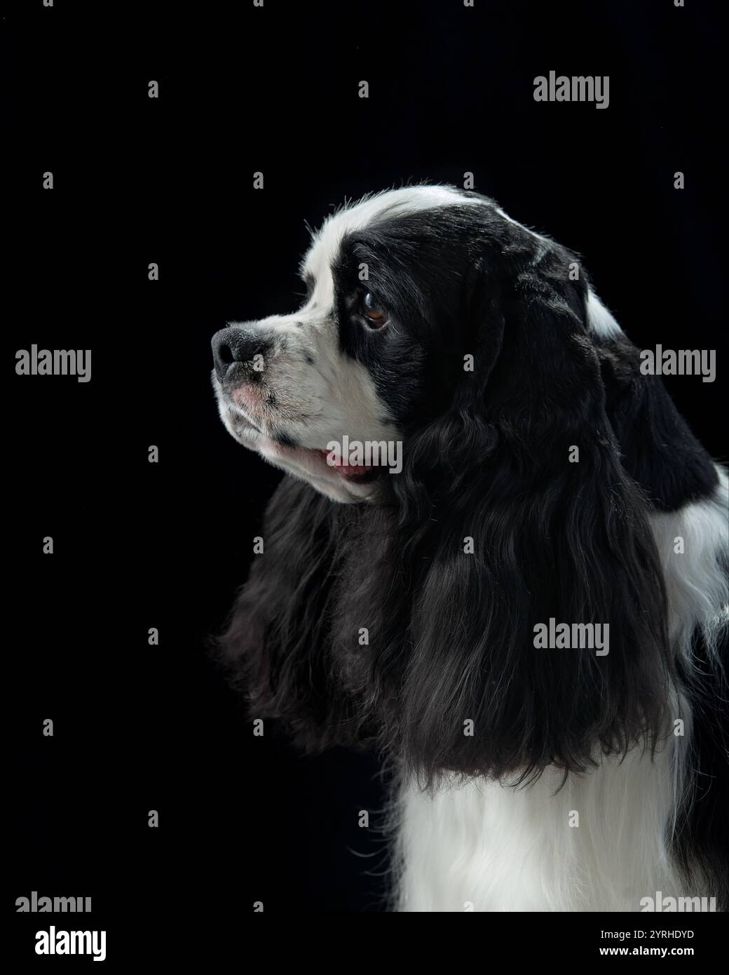 Profile of an American Cocker Spaniel with black ears on a dark background. The dog's silky fur and focused look create a serene portrait. Stock Photo