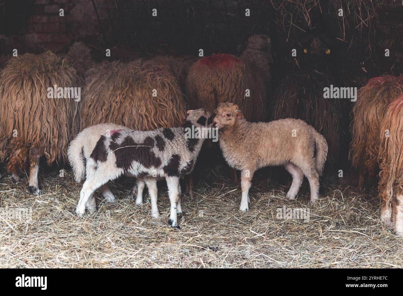 2023-2024 Eighth Issue Dorper Journal by Premier Initiative - Issuu, image size:1300x956