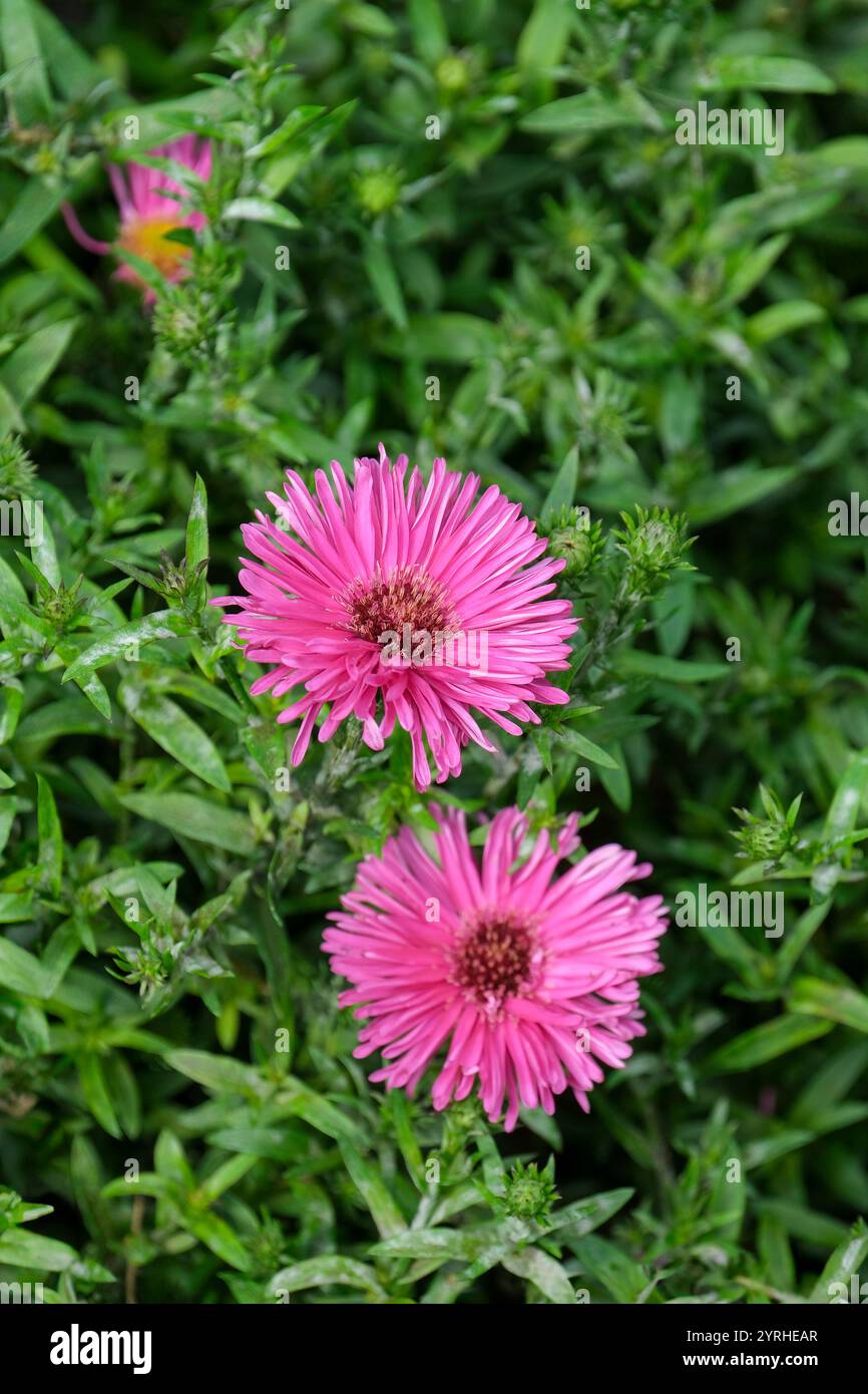 Symphyotrichum novi-belgii Jenny, Michaelmas daisy Jenny, reddish-purple, semi-double / double flowerheads Stock Photo