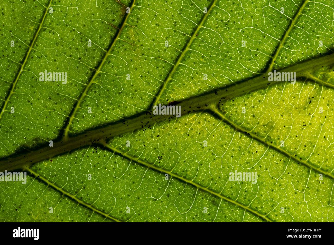 Macro photograph of a vibrant green leaf showcasing intricate vein ...