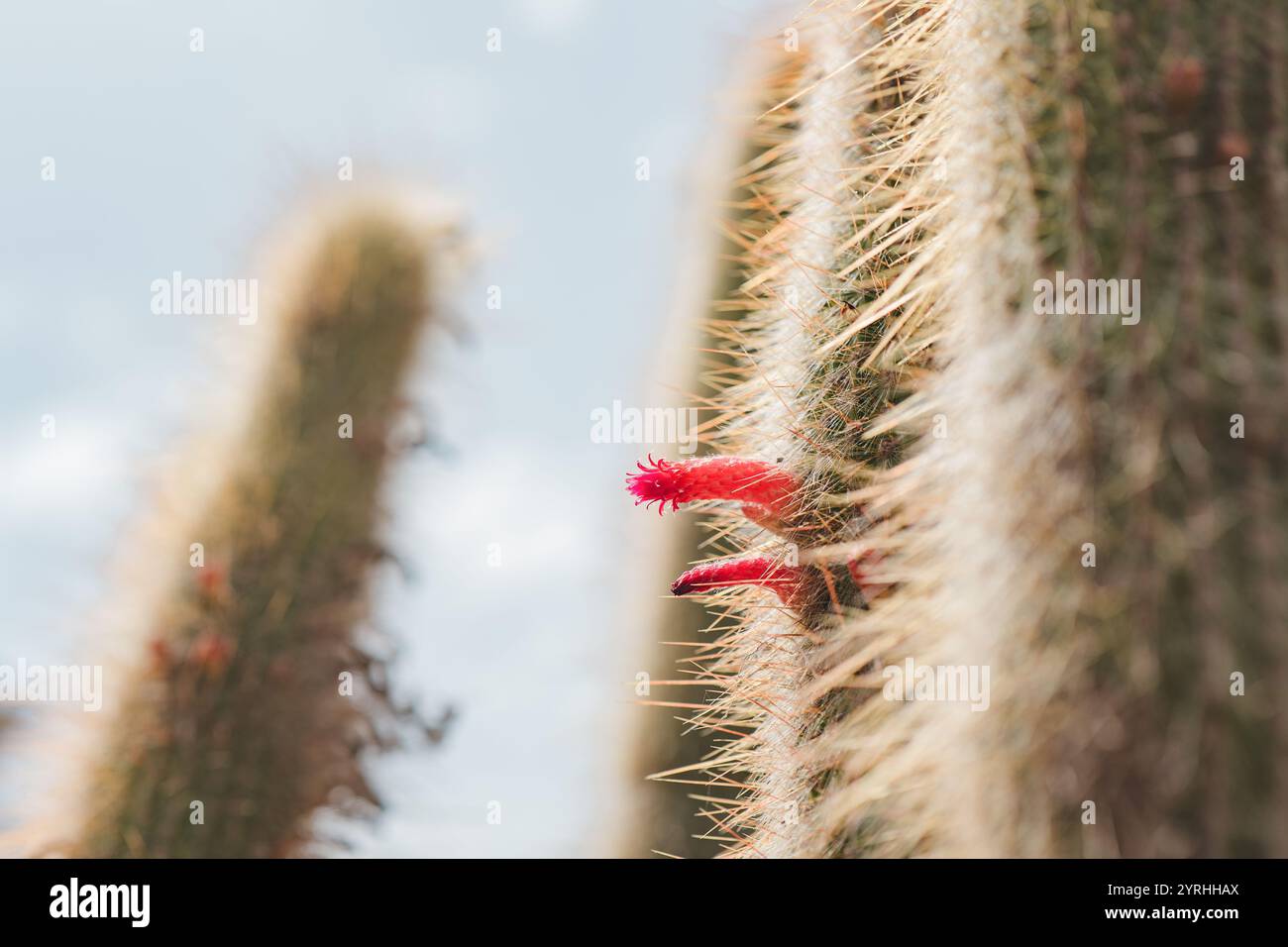 Vibrant pattern emerges from hi-res stock photography and images - Alamy