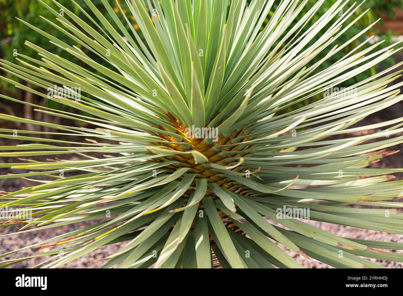 Dracaena tamaranae hi-res stock photography and images - Alamy