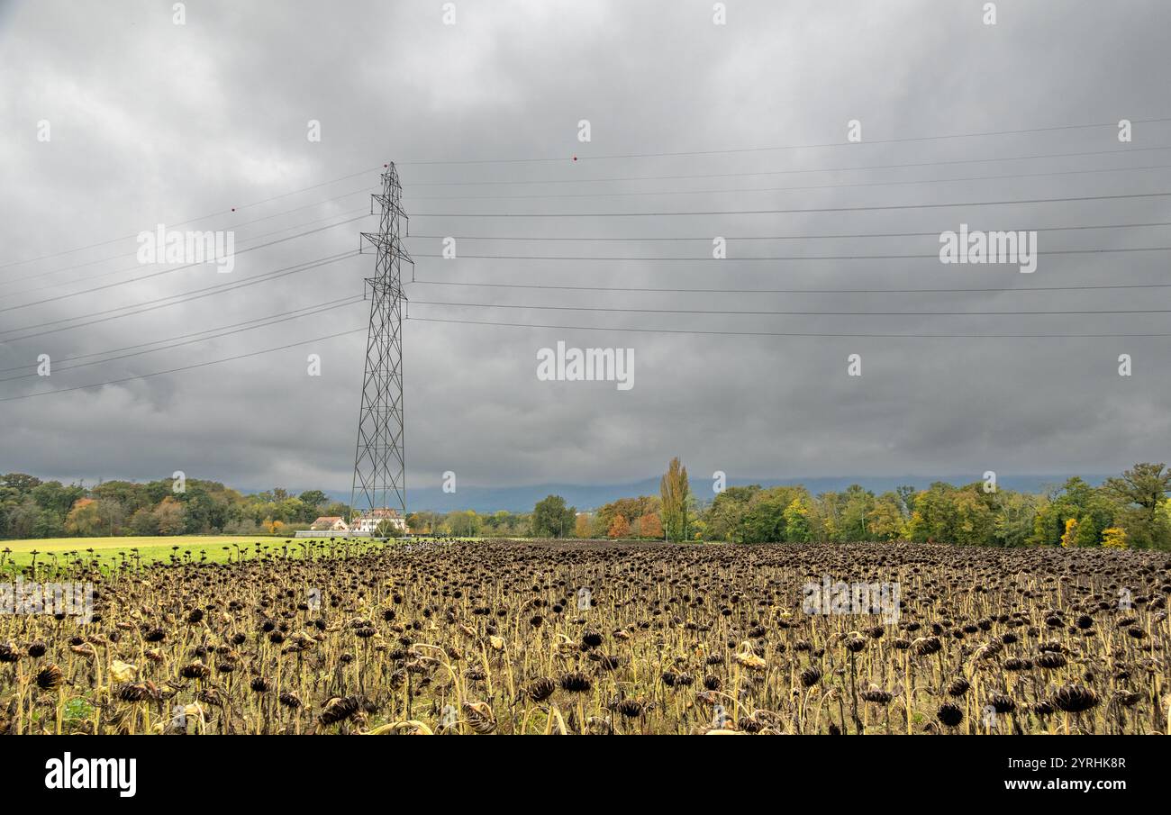 A vast field of dead sunflowers stands still under dramatic, cloudy ...