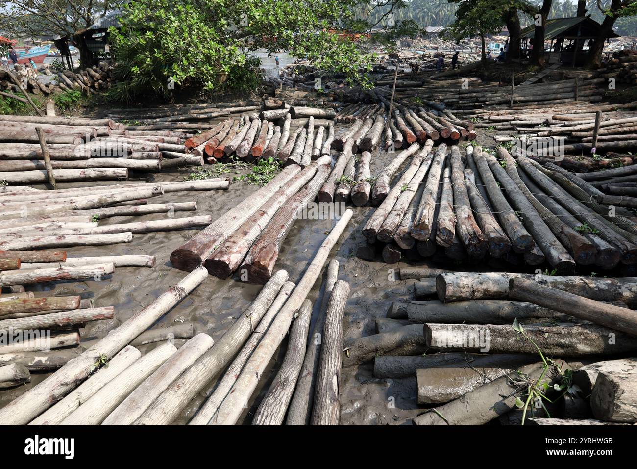 Sundari Tree Timber Swarupkathi, Pirojpur, Bangladesh. 4th Dec, 2024. The largest floating ...