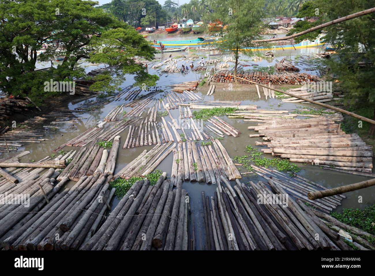 Sundari Tree Timber Swarupkathi, Pirojpur, Bangladesh. 4th Dec, 2024. The largest floating ...