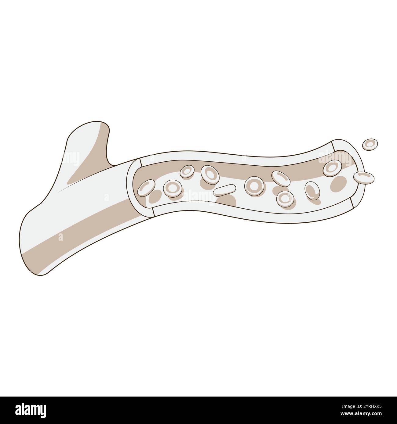 Blood vessel drawing Stock Vector Images - Alamy