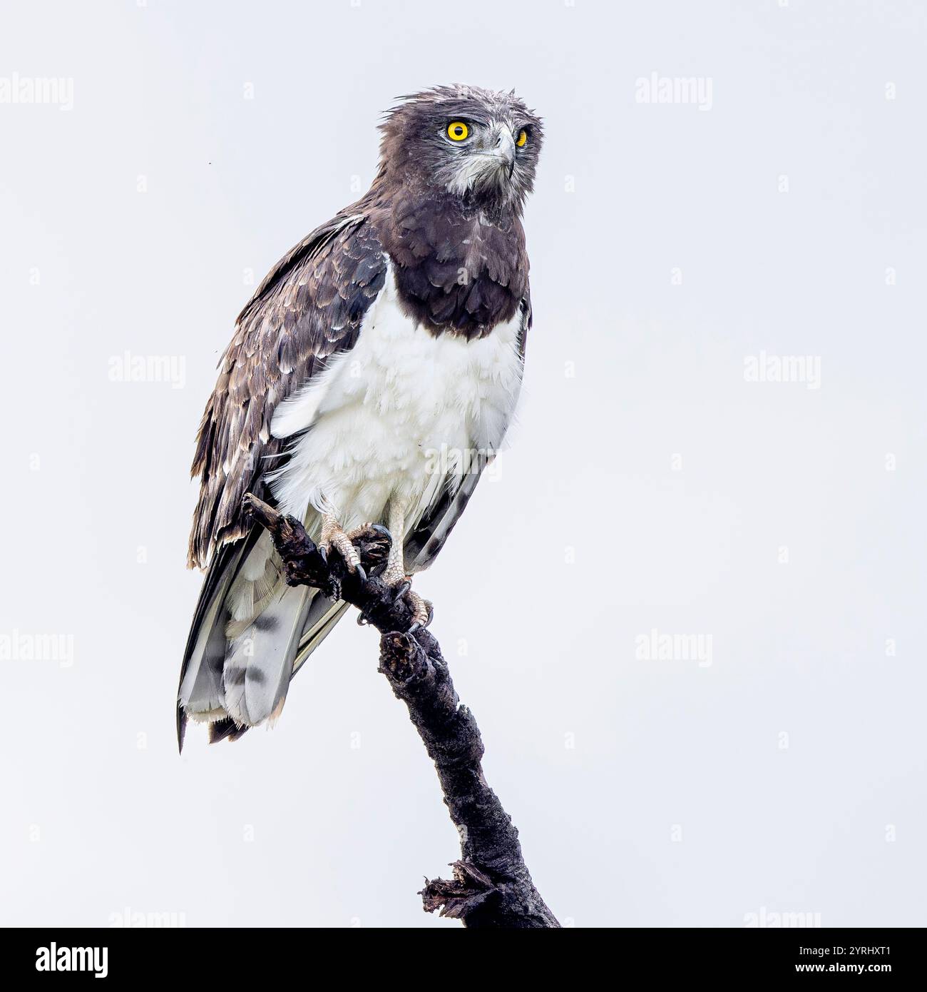 Perfect Hawk African Hawk Eagle Hi-Res Stock Photography And Images – VEKR