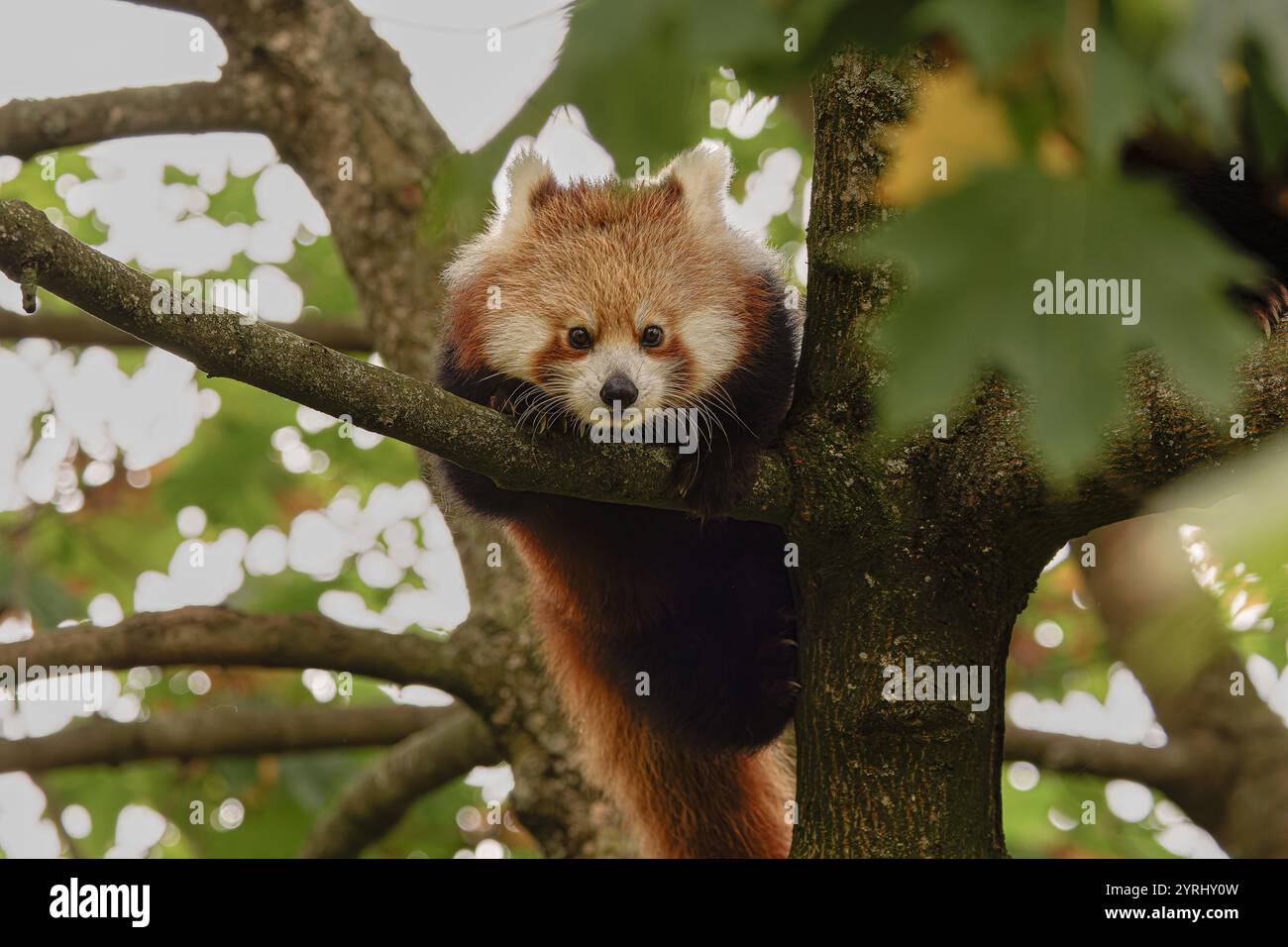 Red panda relaxing in sun hi-res stock photography and images - Alamy