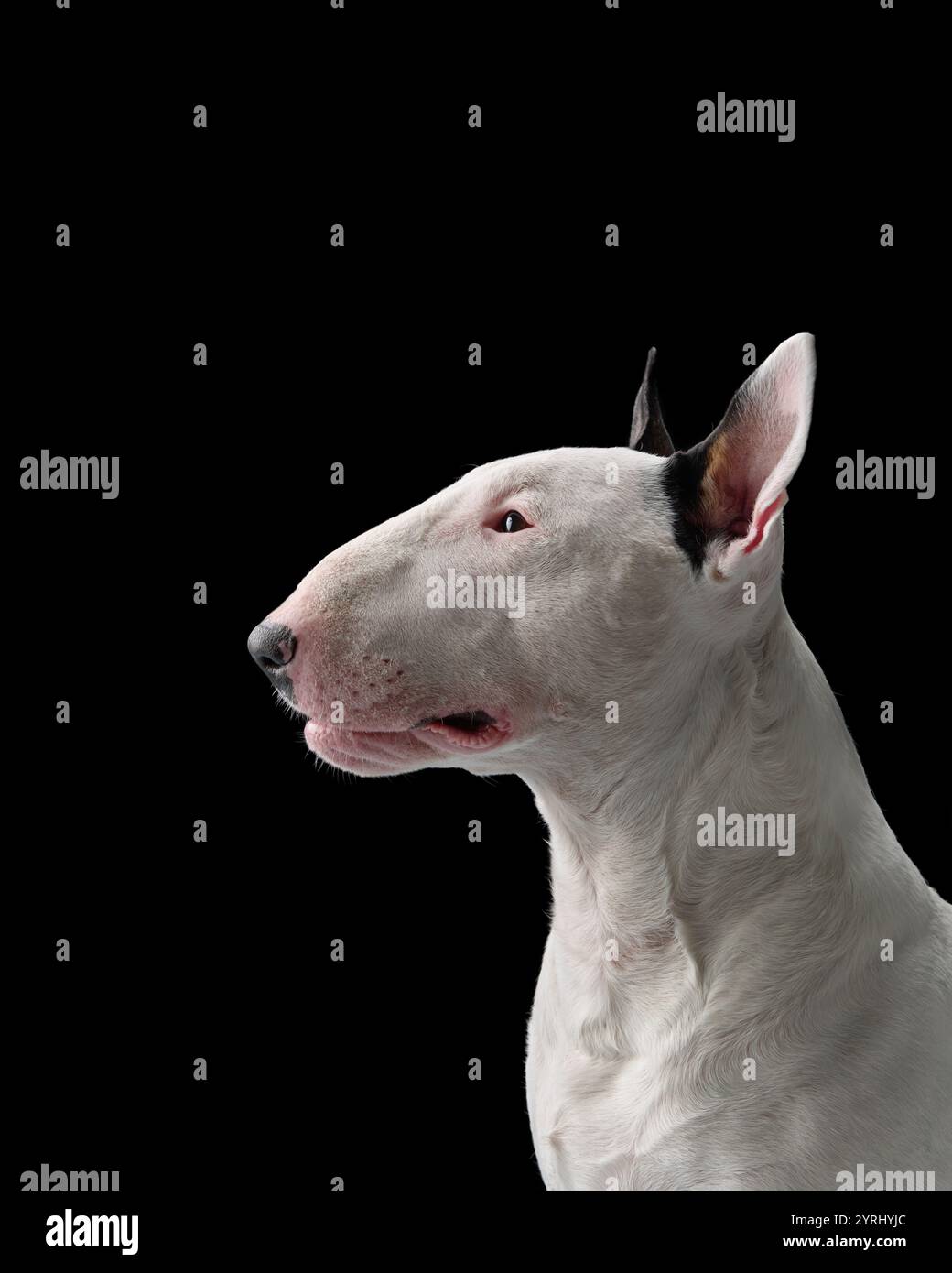 A side view headshot of a bull terrier indoors with a black background. The dog looks calm, its ears perked up, creating a focused portrait shot. Stock Photo