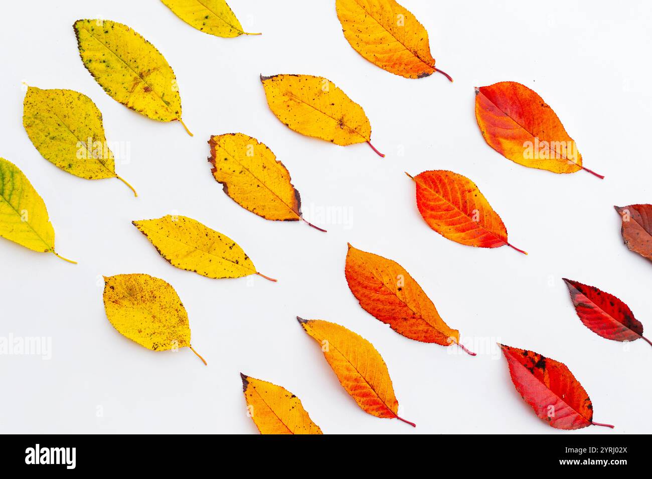 Fall Tree Gradident Set of fall leaves colorful autumn gradient on white background ...