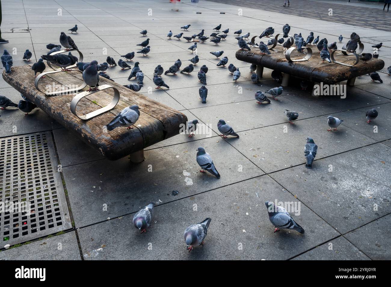 Pigeons on seats. Stock Photo