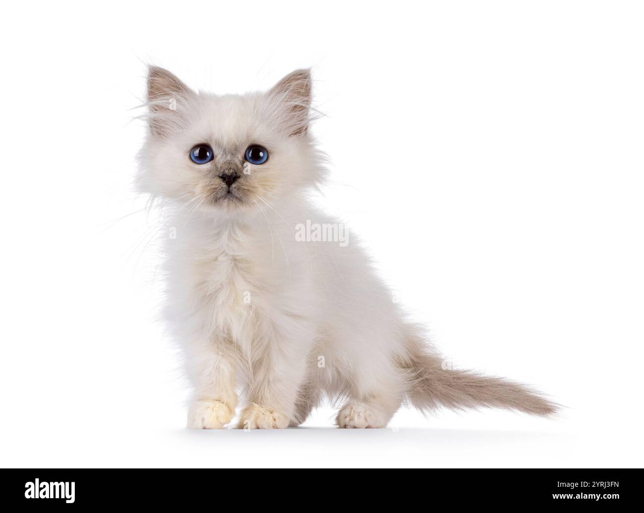 Cute Sacred Birman cat kitten, standing facing front. Looking towards ...