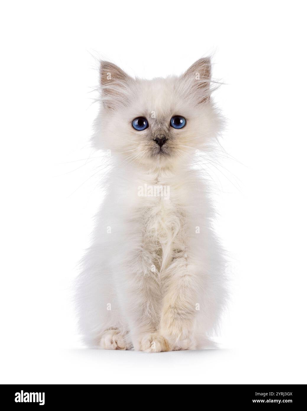 Cute Sacred Birman cat kitten, sitting up facing front. Looking towards ...