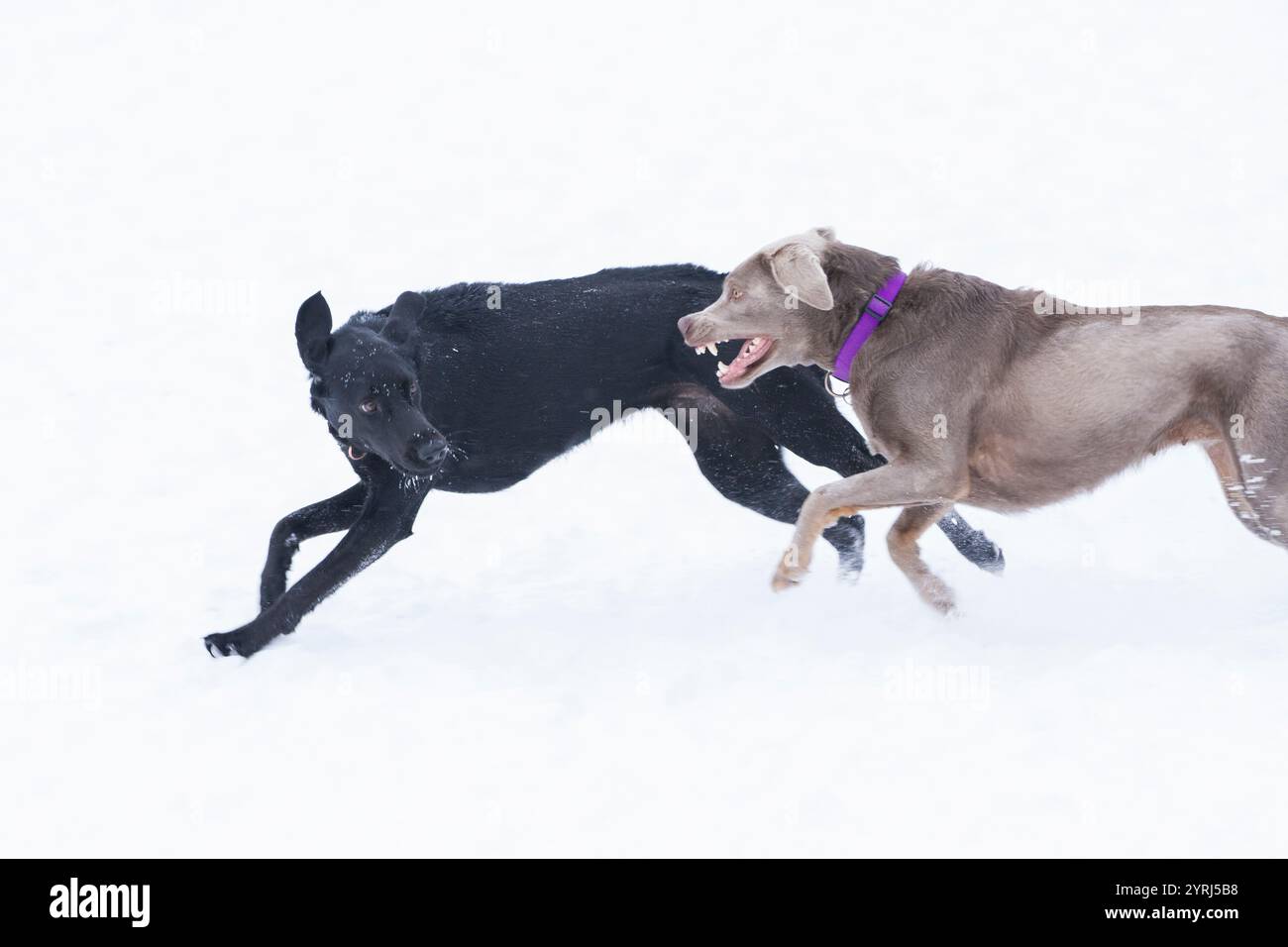 Two dogs chase each other against a white backdrop Stock Photo - Alamy