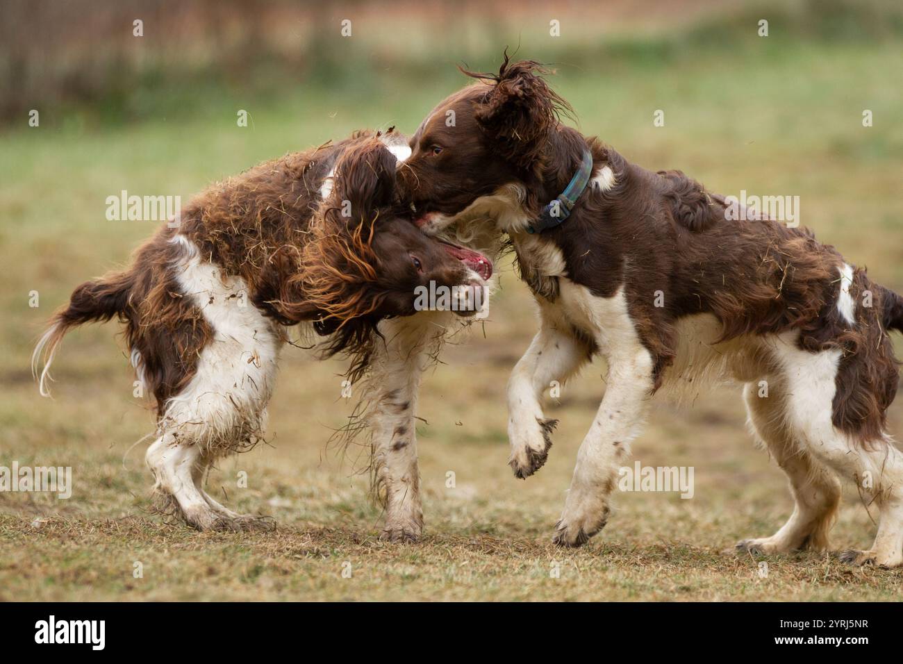 Two dogs aggressively playing with each other Stock Photo - Alamy