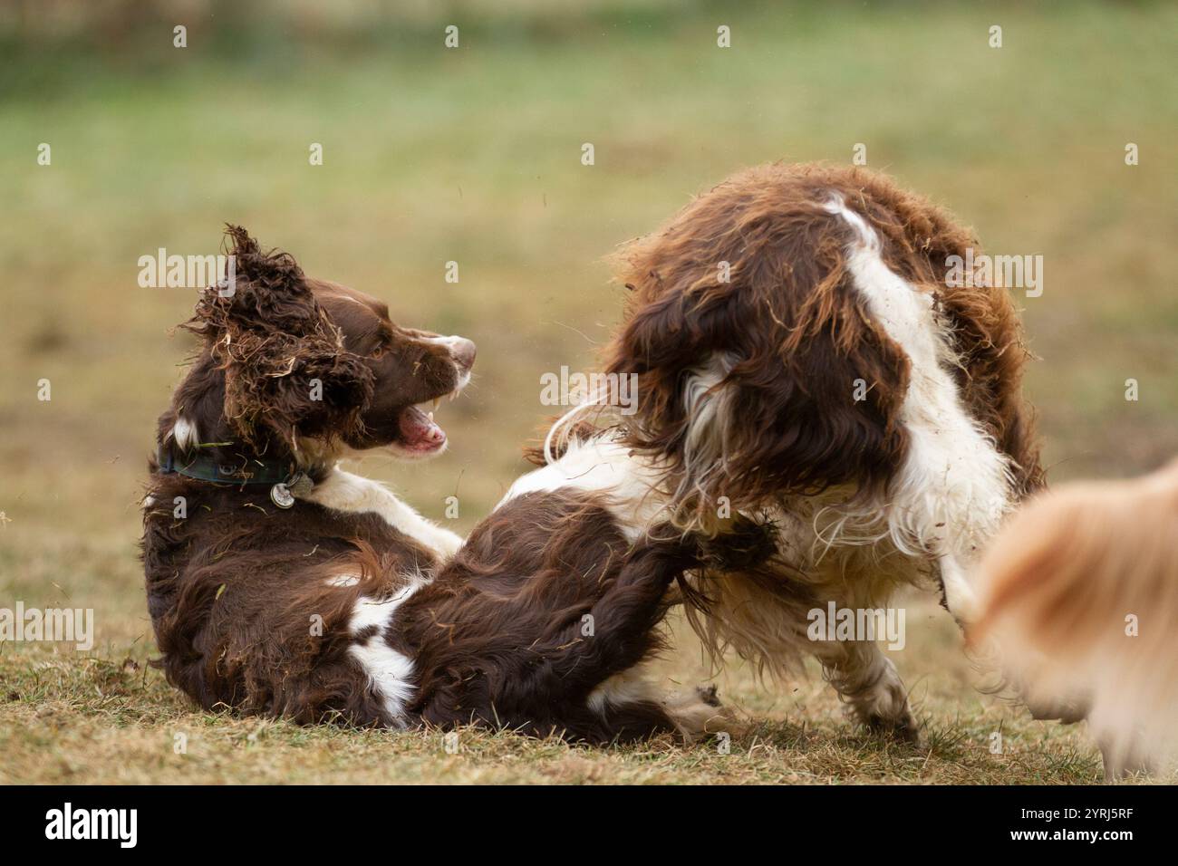 Two dogs aggressively playing with each other Stock Photo - Alamy