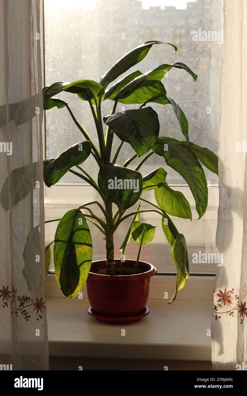 Lush green houseplant adds hi-res stock photography and images - Alamy