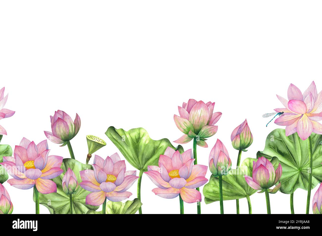 Pink lotus flowers, buds and leaves. Watercolor painted seamless ...