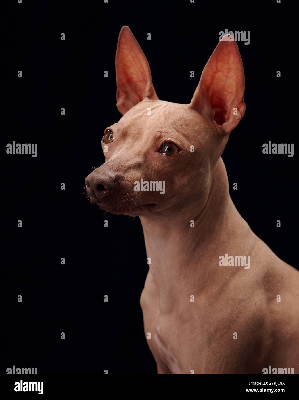An American Hairless Terrier dog looks to the side against a black background in a studio setting. Stock Photo