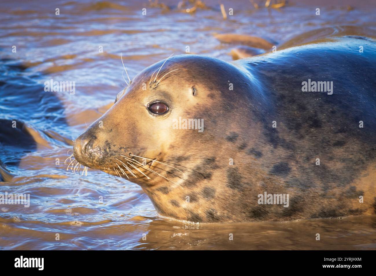 Donna Nook Lincolnshire fens Donna Nook Nature Reserve Grey Seals Halichoerus grypus atlantica near North Somercotes Lincolnshire England UK GB Europe Stock Photo