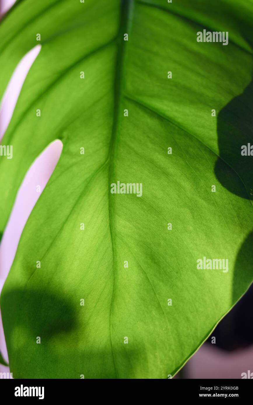 Intricate leafy patterns hi-res stock photography and images - Alamy