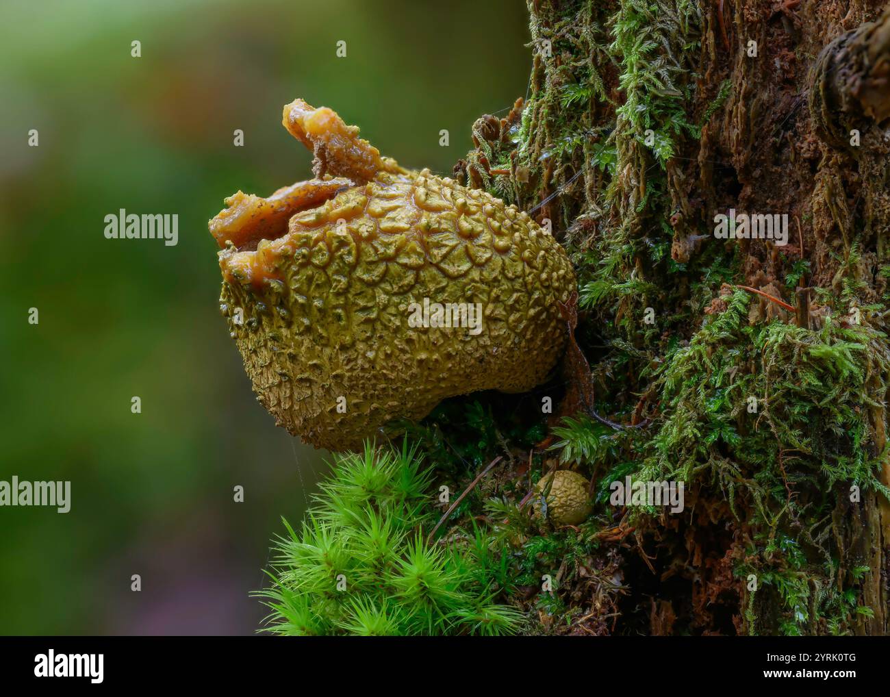 Common Earthball (Scleroderma citrinum), Kinharvie woods, Dumfries, SW Scotland Stock Photo