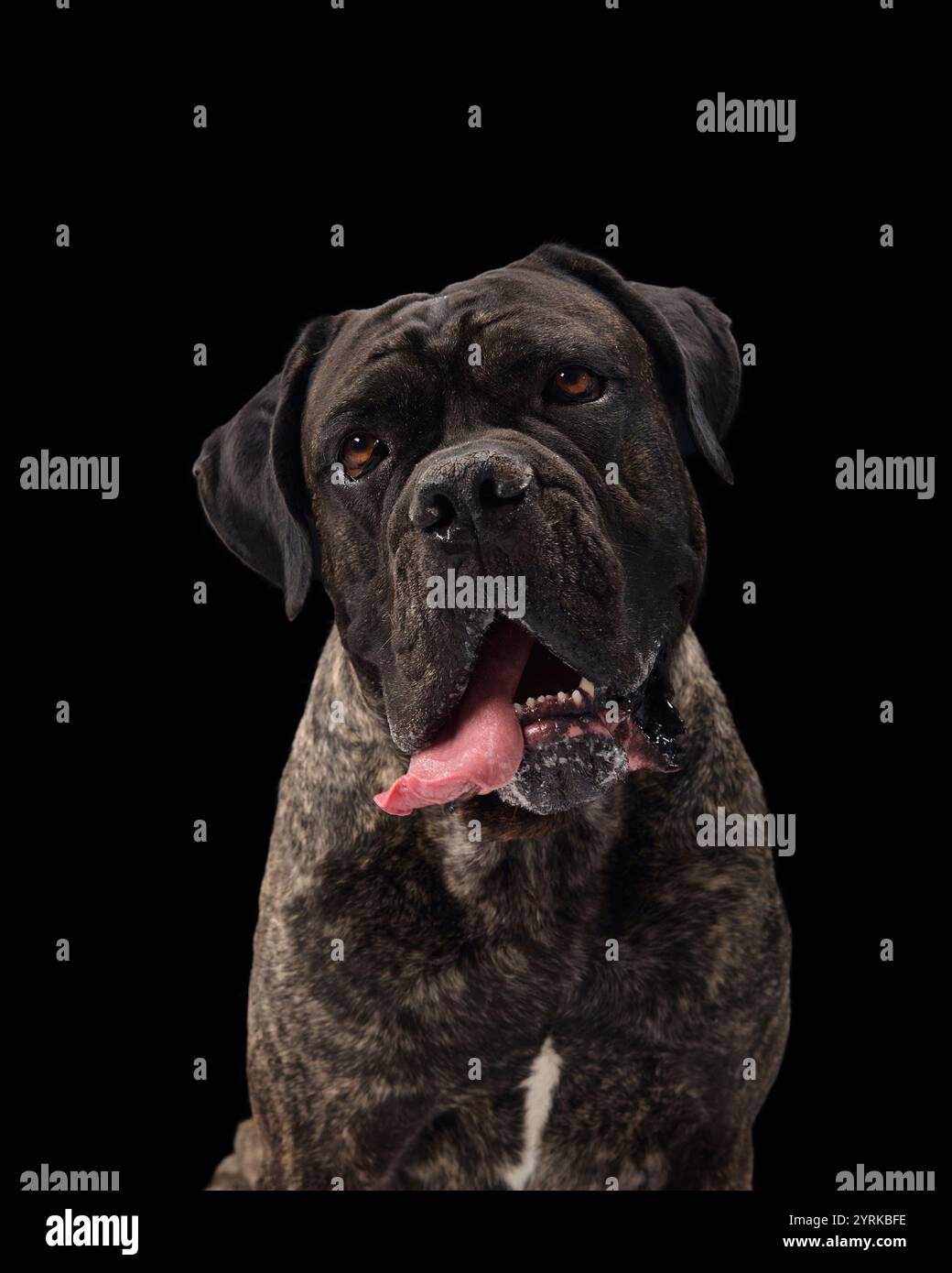 A Cane Corso looks up with an attentive expression against a black background, displaying the dog strong and noble appearance.  Stock Photo