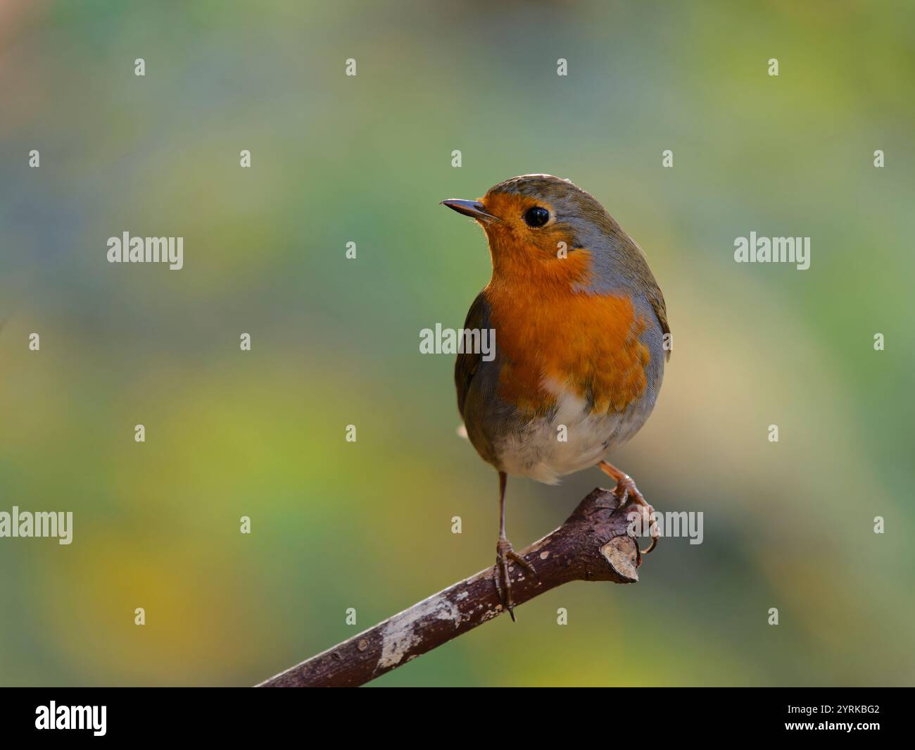 Little Robin perched on a branch Stock Photo