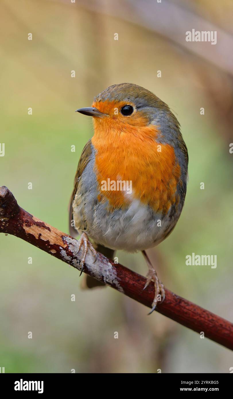 Little Robin perched on a branch Stock Photo