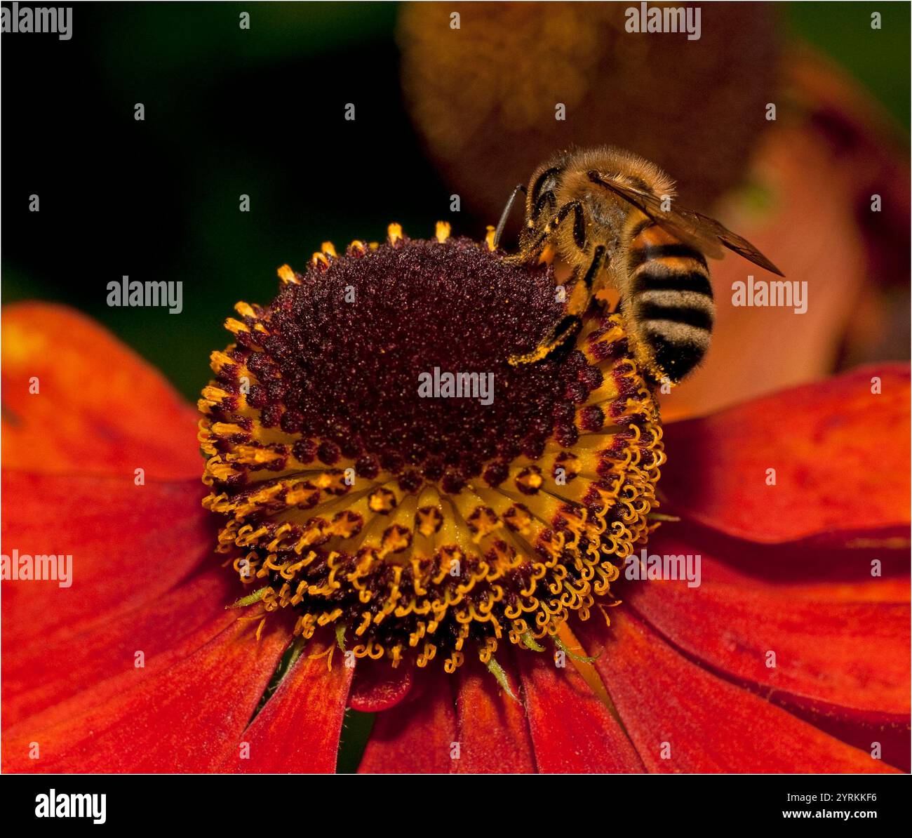 A rear view of a well focussed Honey Bee, Apis Mellifera, feeding and ...