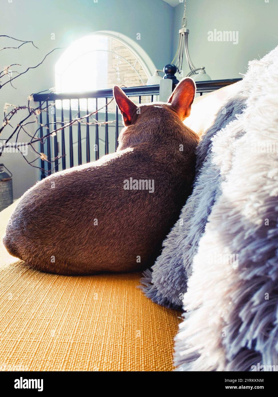 A French Bulldog on a yellow sofa in a modern living room. - Smartphone Captured Stock Image