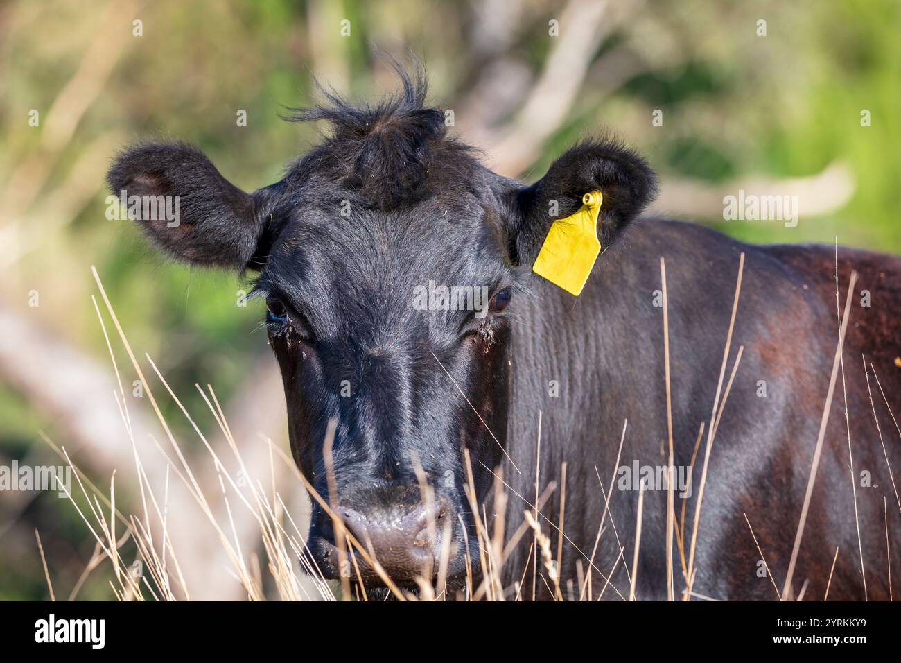 Photograph of the head of a large black cow covered in flying insects ...