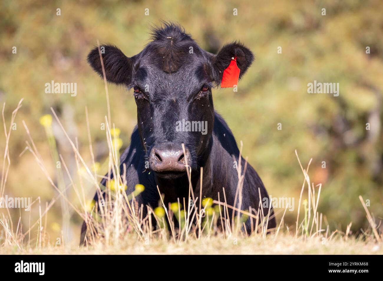 Photograph of the head of a large black cow covered in flying insects ...