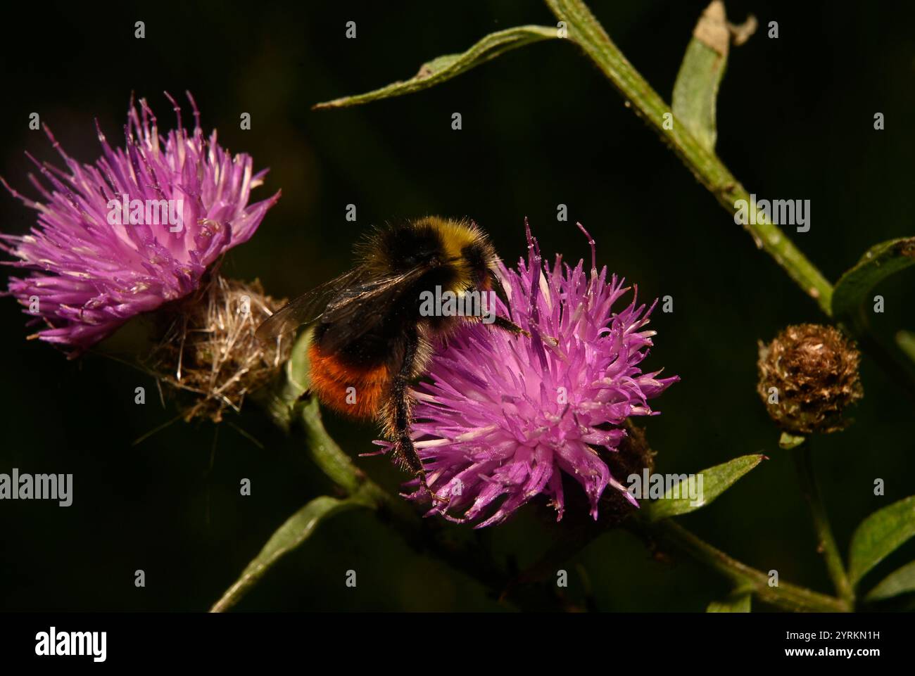 A female Bilberry bumblebee, Bombus Monticola, feeding and collecting pollen from Giant knapweed flowers. Close-up and well focussed images. Stock Photo