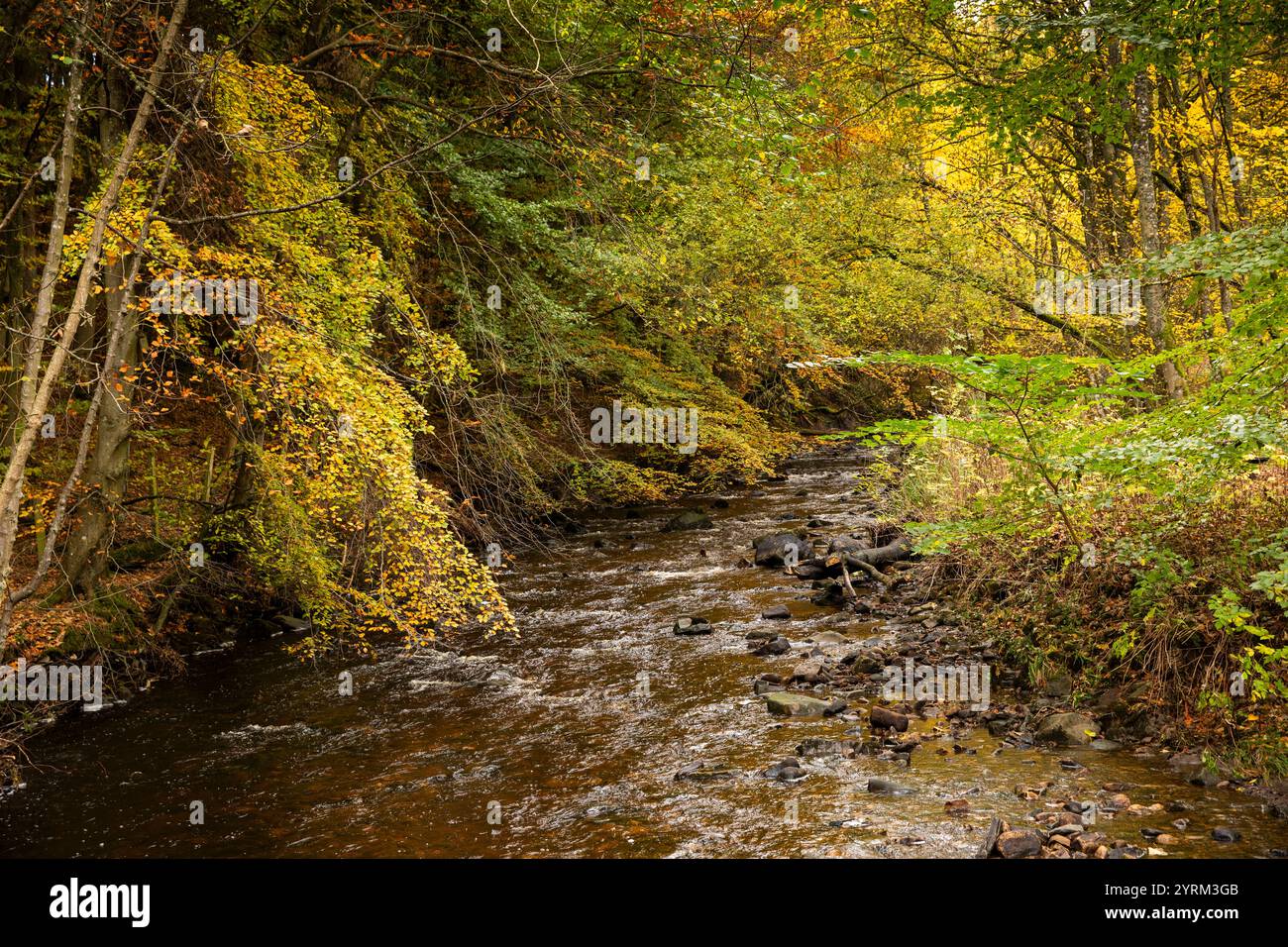 UK, County Durham, Teesdale, Bowlees, Bow Lee Beck in autumn Stock Photo