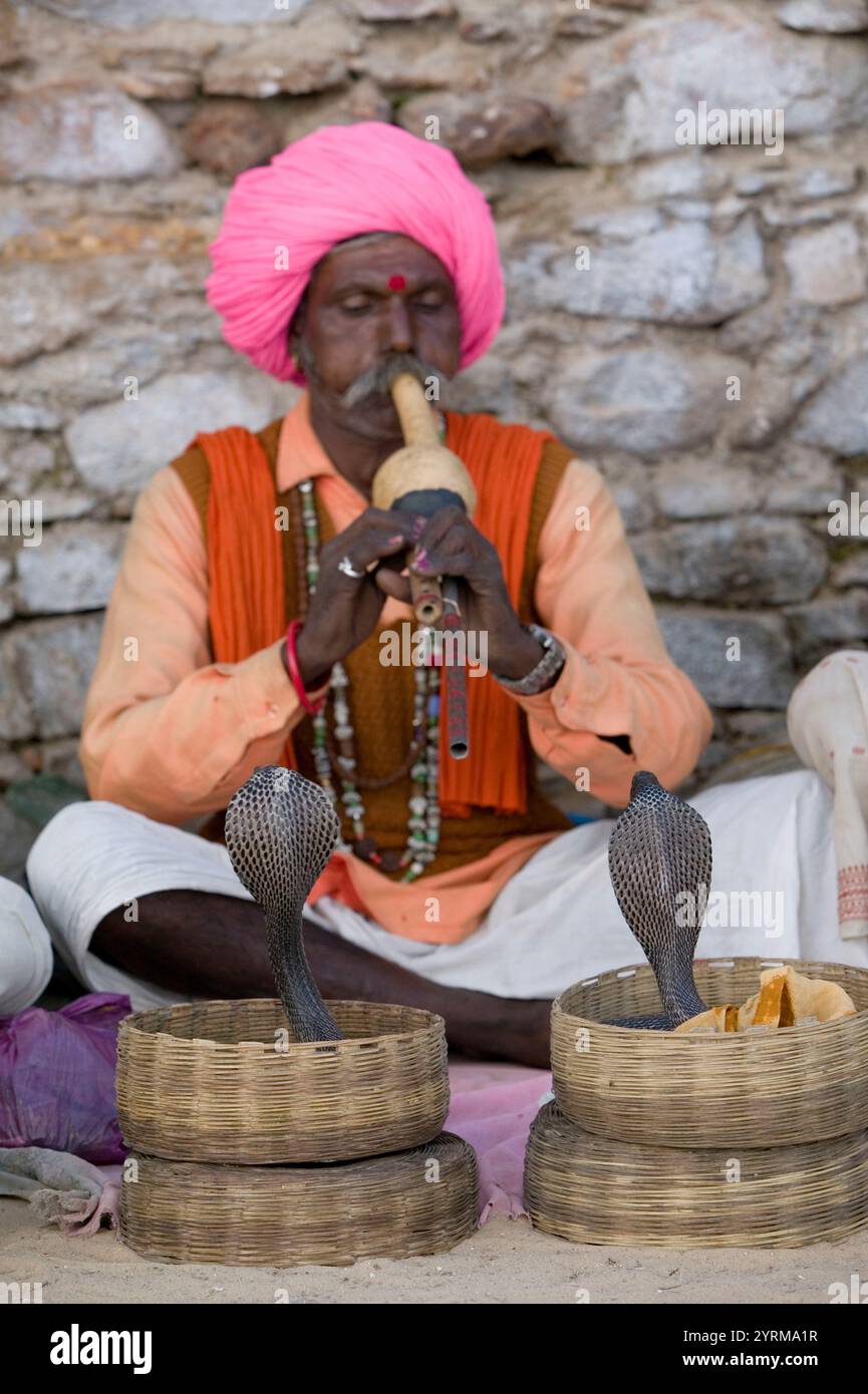 Indian Snake Charmer with Cobras. Pushkar camel fair. Pushkar. Rajasthan. India. Stock Photo