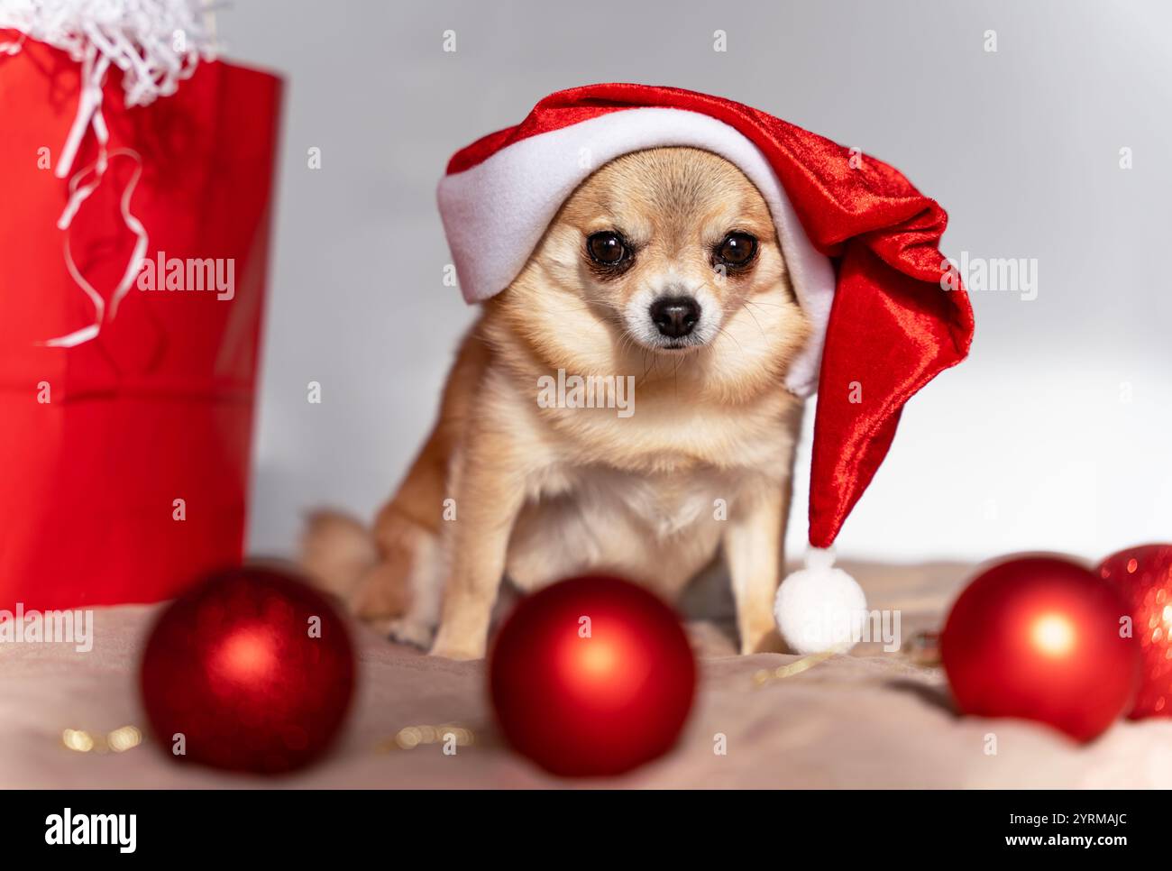 A small red-haired Chihuahua Christmas dog sits with red Christmas tree balls and a red gift bag in a Santa Claus hat and looks at the camera. Stock Photo