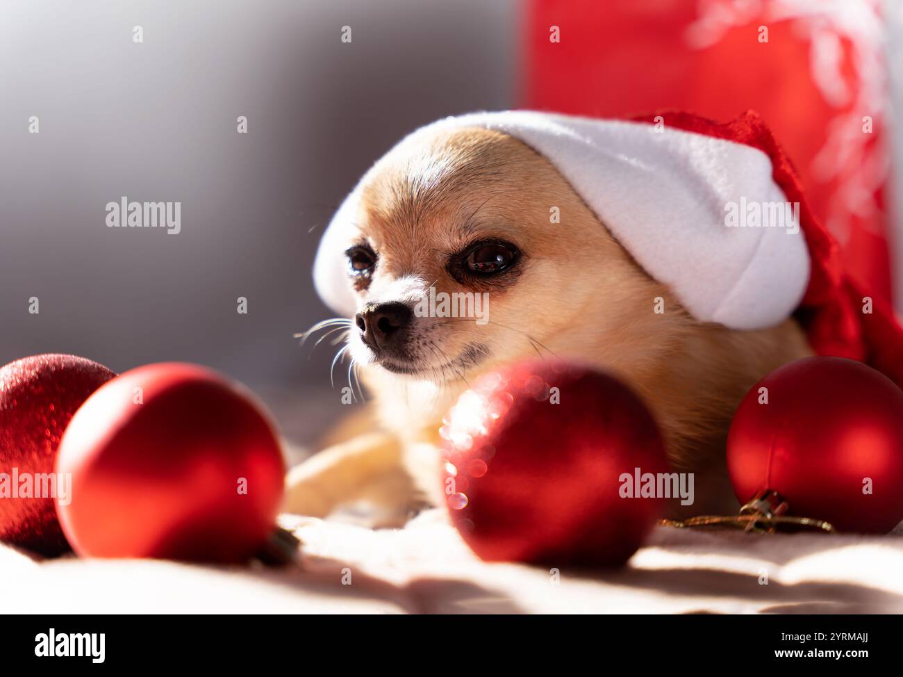 A small red-haired Chihuahua Christmas dog lies surrounded by red Christmas balls, with a large Santa Claus hat on her head, and looks askance Stock Photo