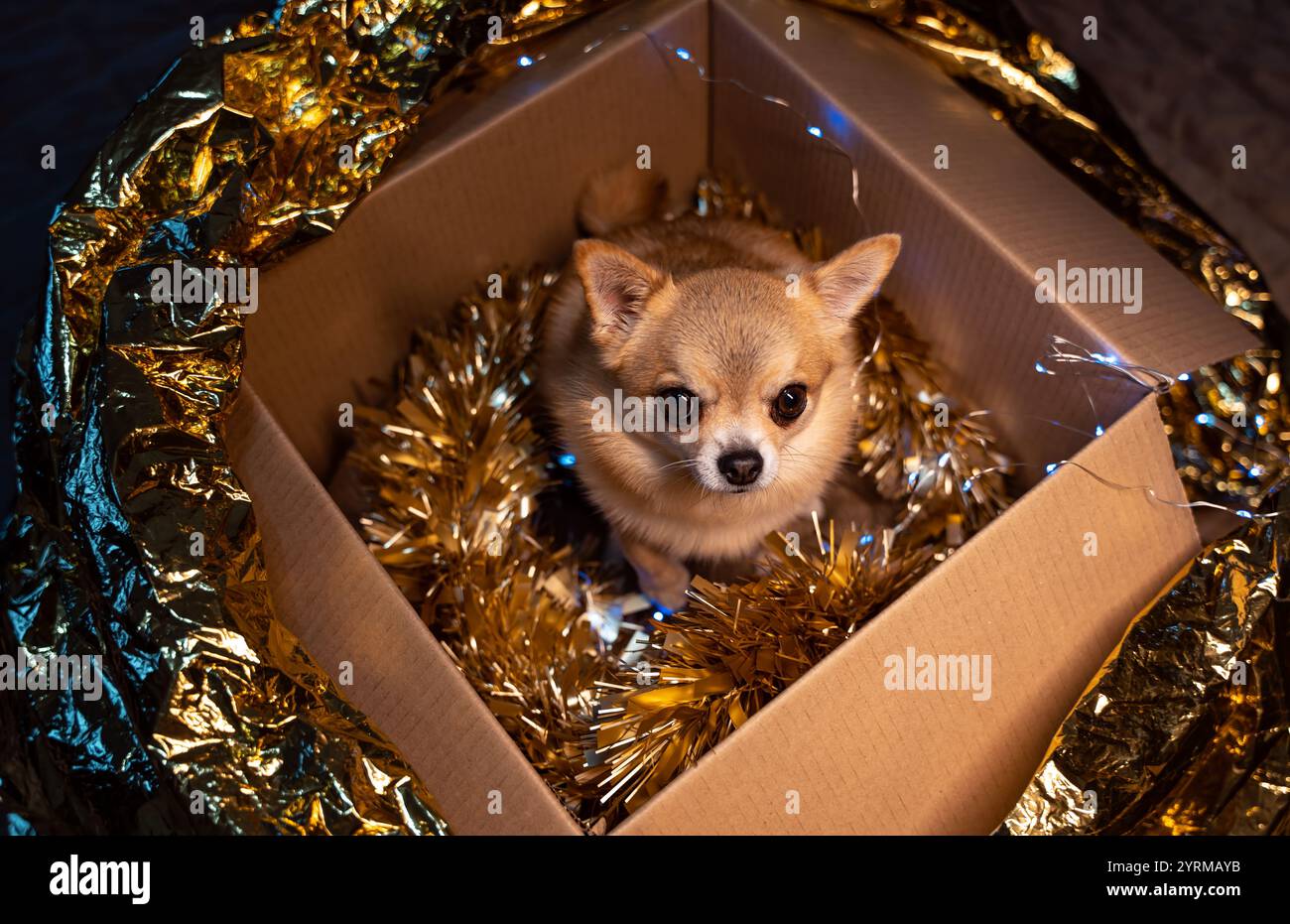 Top view of a cardboard box in which a small ginger dog Chihuahua sits among the golden Christmas decorations and looks up at the camera. Stock Photo