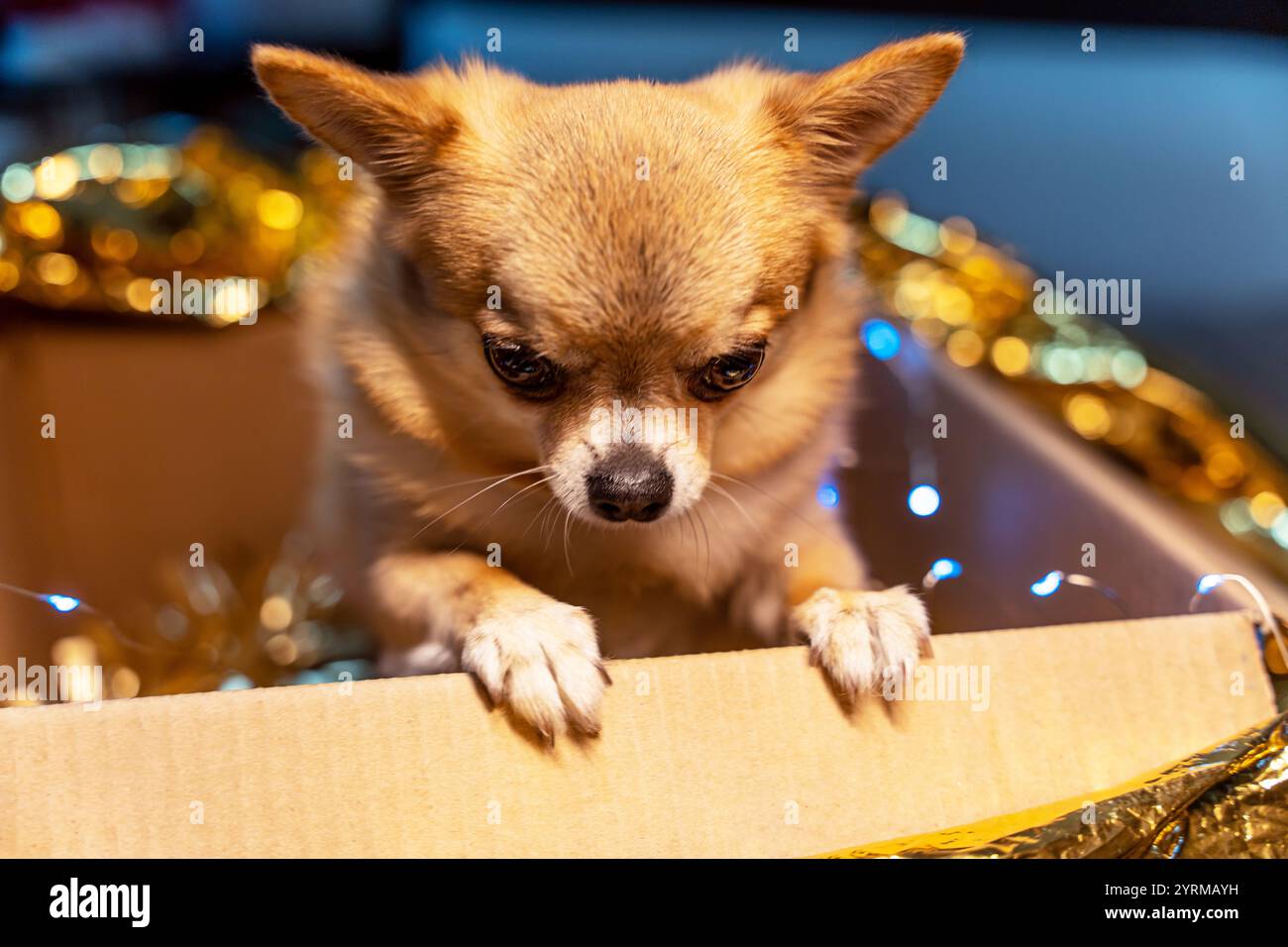 A view of a cardboard box in which a small ginger dog Chihuahua stands on its hind legs among the golden Christmas decorations and looks down. Stock Photo