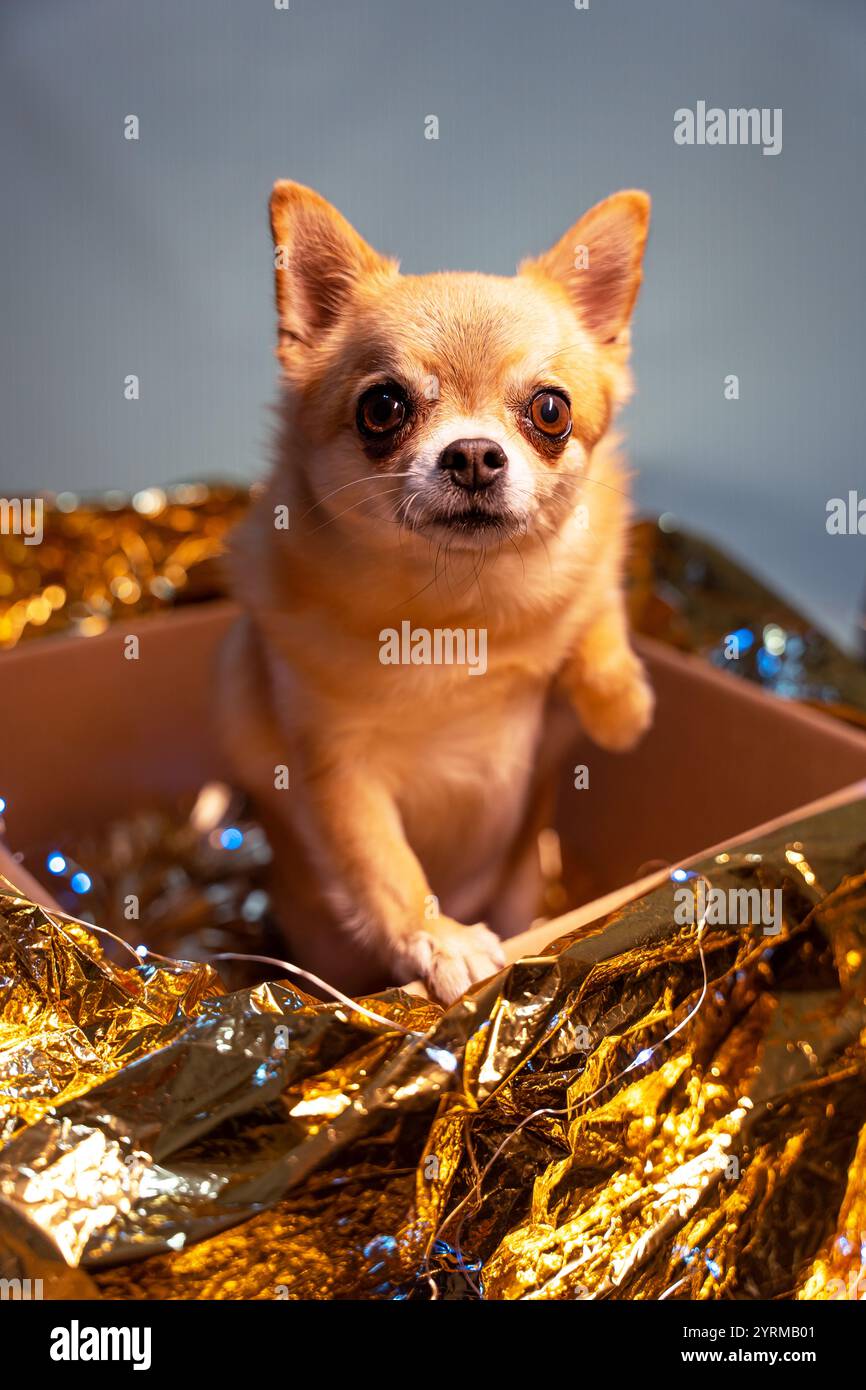 A small red Chihuahua dog resolutely climbs out of a gold-wrapped Christmas cardboard box and looks up. Stock Photo