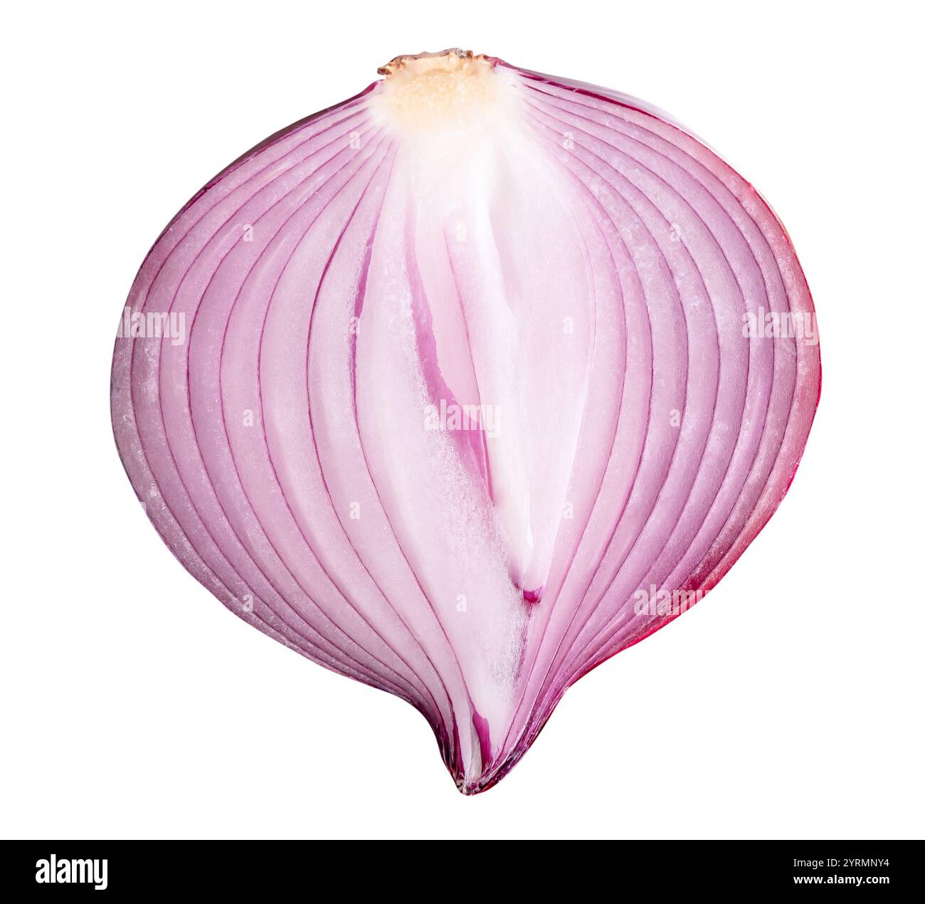 Top view of big red or purple onion bulb in half is isolated on white ...