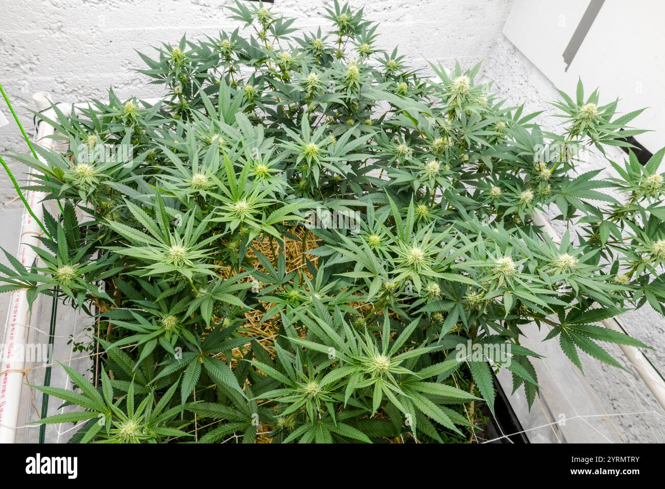 Medical marijuana strains, Copper Chem and (Blueberry x Scott's OG) x ...