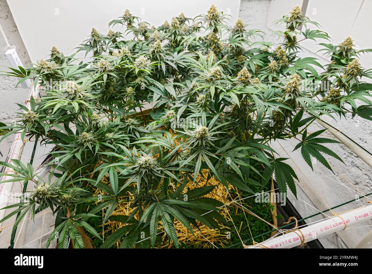 Medical marijuana strains, Copper Chem and (Blueberry x Scott's OG) x ...