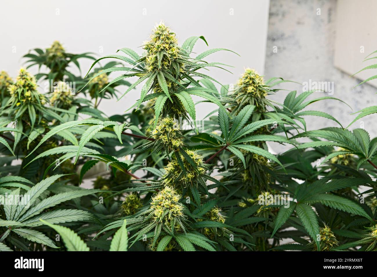 Medical marijuana strains, Copper Chem and (Blueberry x Scott's OG) x ...