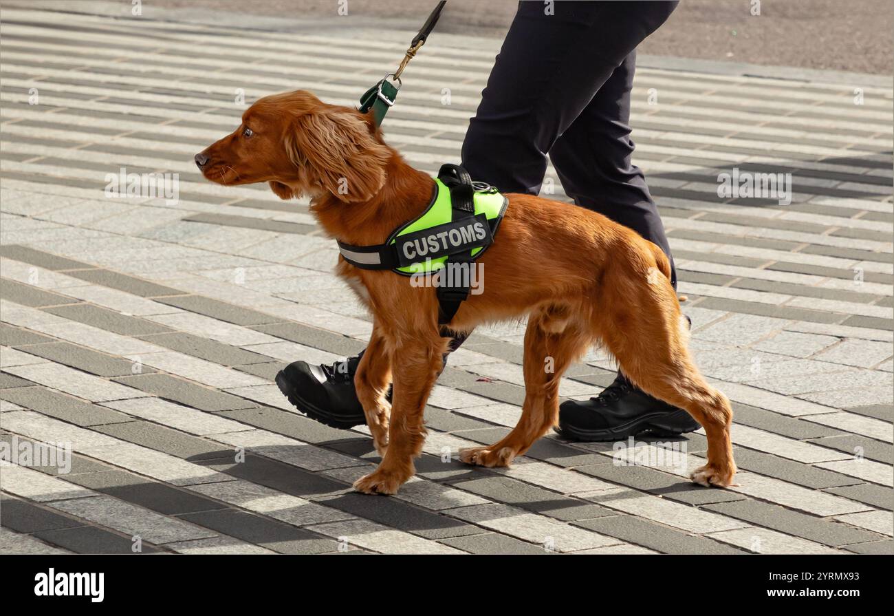 Cork, Ireland - March 17th 2024 - A golden coloured working cocker spaniel being used as a customs dog Stock Photo