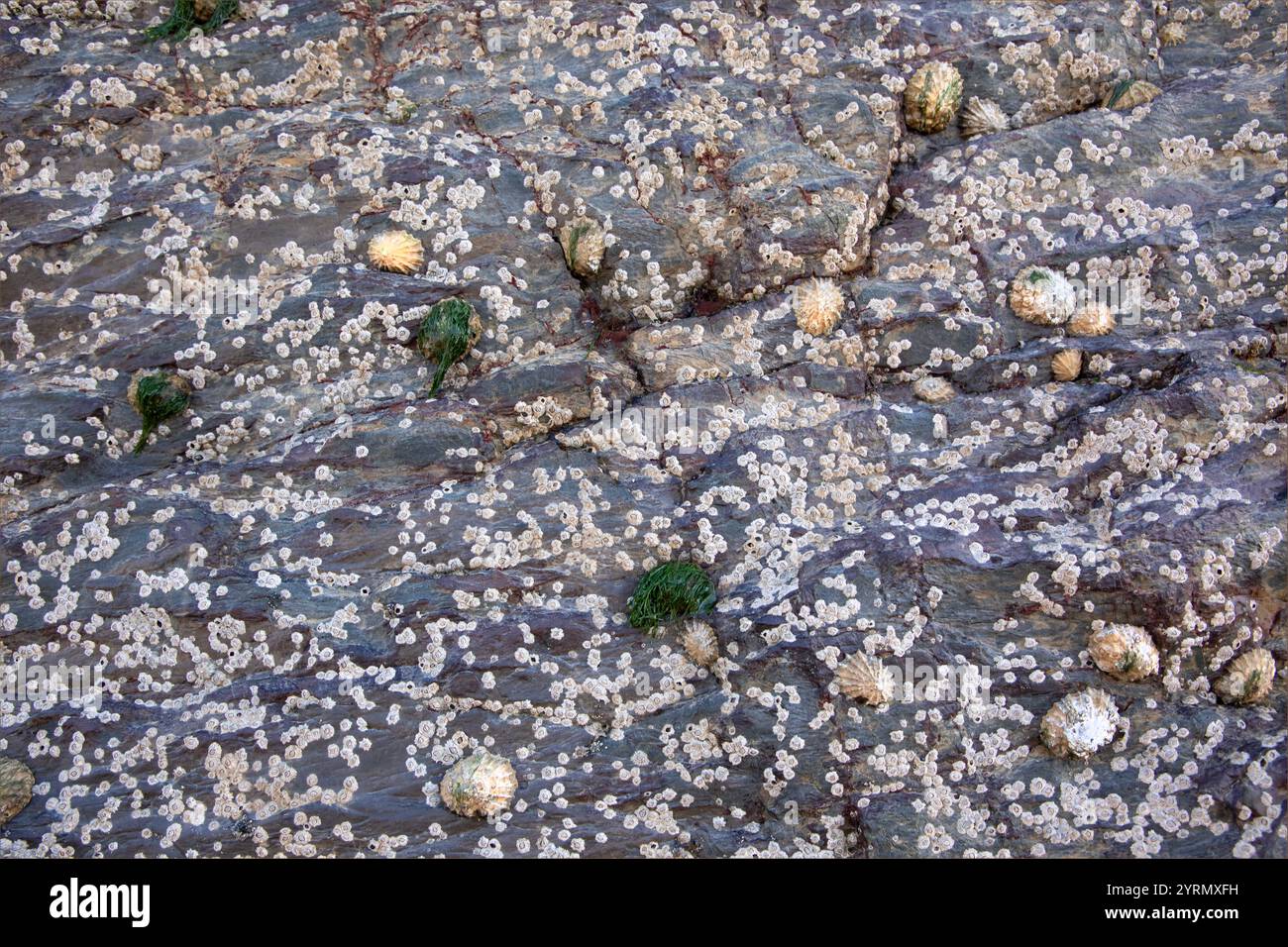 Republic of Ireland - March 15th 2024 - Background of limpets and cocle ...