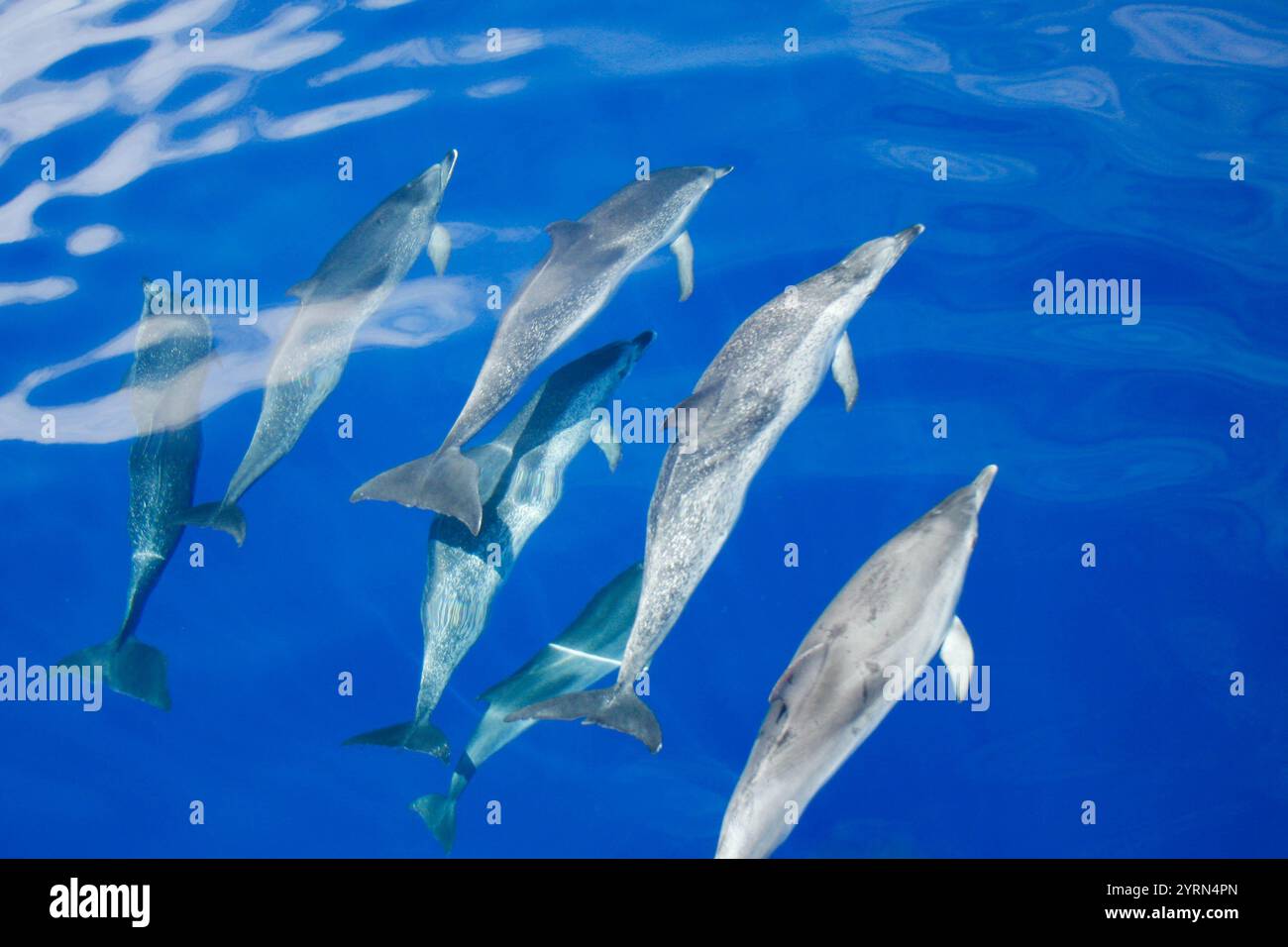 Pod of Common Dolphins Swimming in Clear Blue Ocean Waters Captured from Above Stock Photo